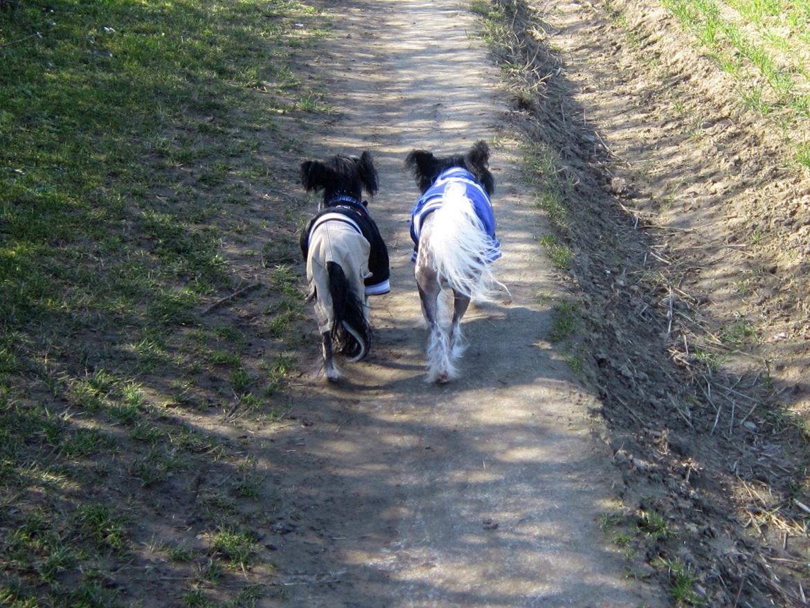 Chinese crested hårløs Belika billede 43