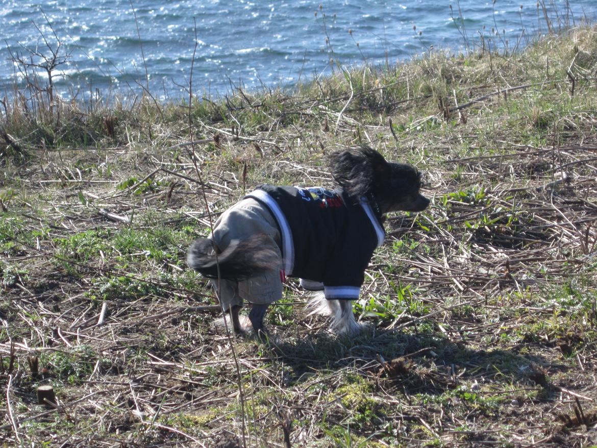 Chinese crested hårløs Belika - Tæt på at blæse væk på Stevns Klint billede 44