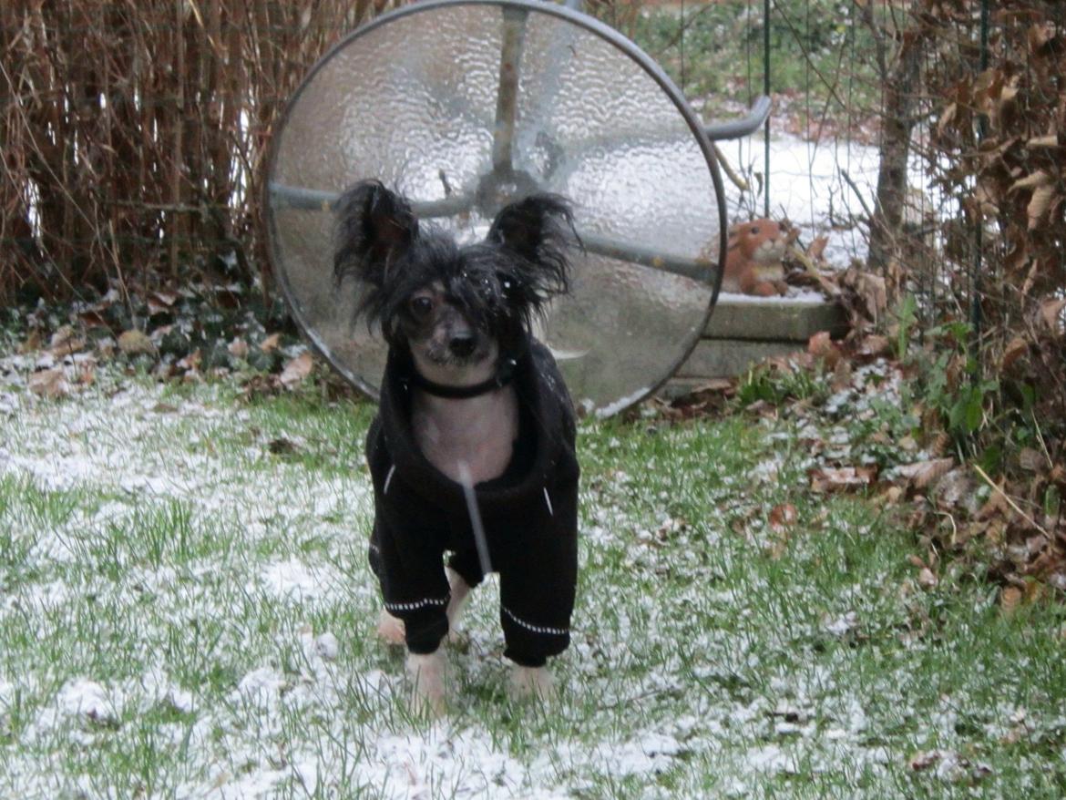 Chinese crested hårløs Calle billede 10