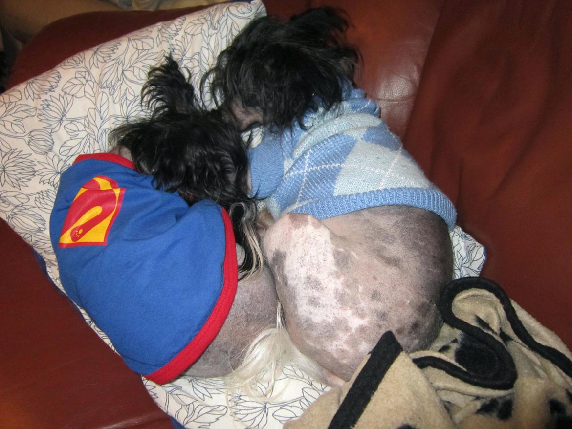 Chinese crested hårløs Calle billede 9