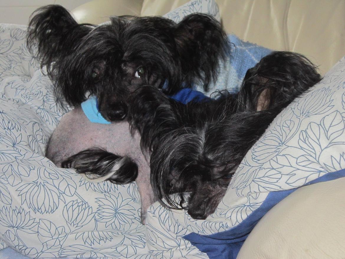 Chinese crested hårløs Calle billede 8