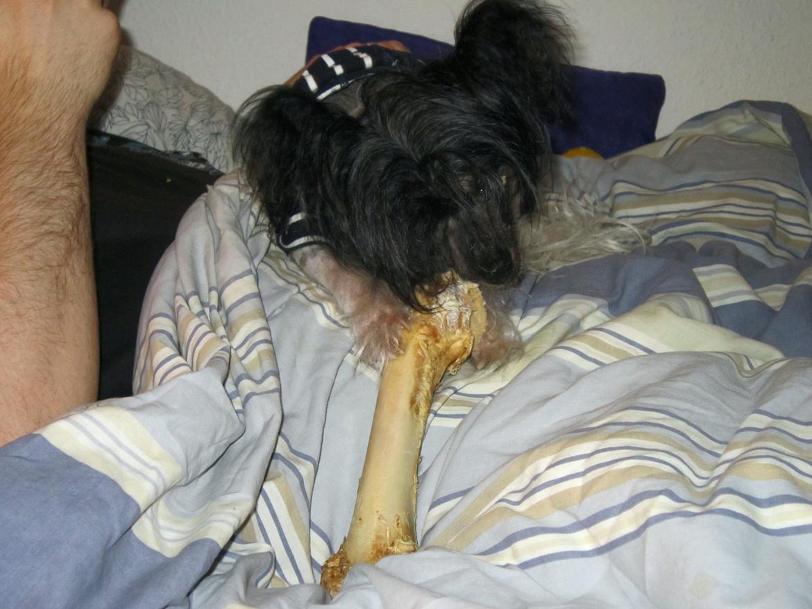 Chinese crested hårløs Calle - Ben i sengen? Ej fy da billede 7