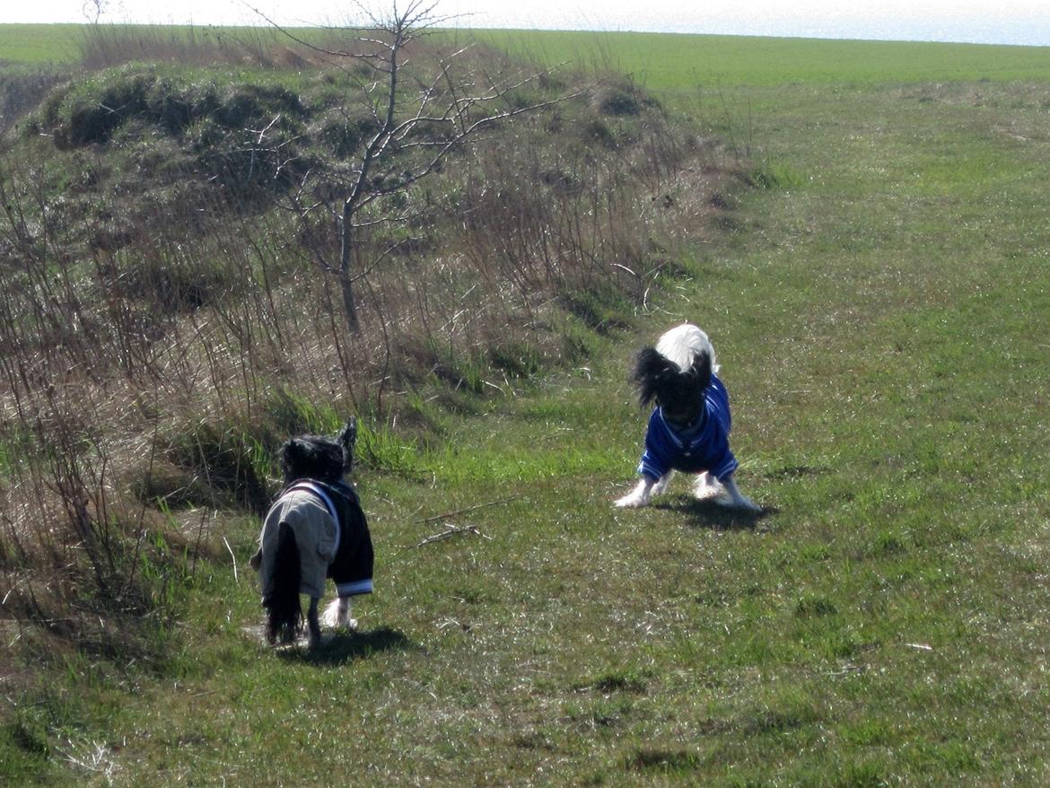 Chinese crested hårløs Calle billede 5
