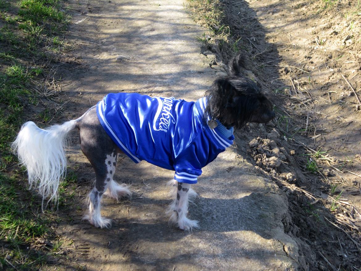 Chinese crested hårløs Calle billede 3