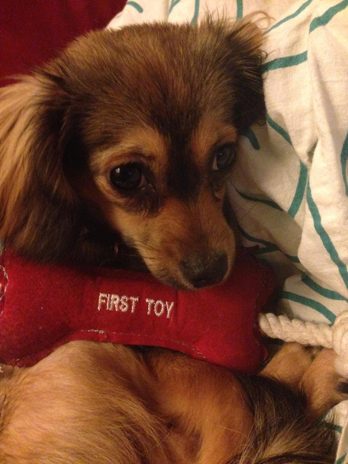 Blanding af racer Luna billede 4