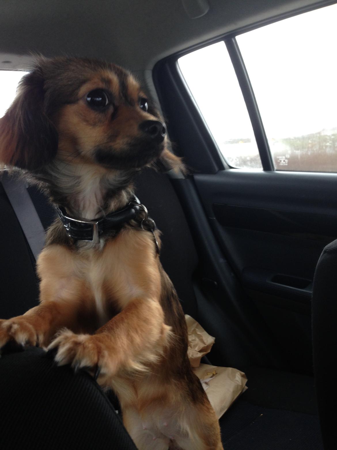 Blanding af racer Luna billede 6