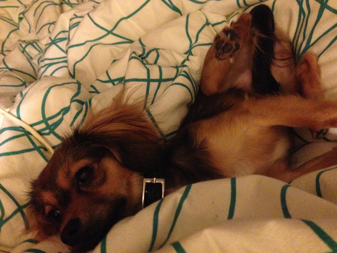 Blanding af racer Luna billede 7