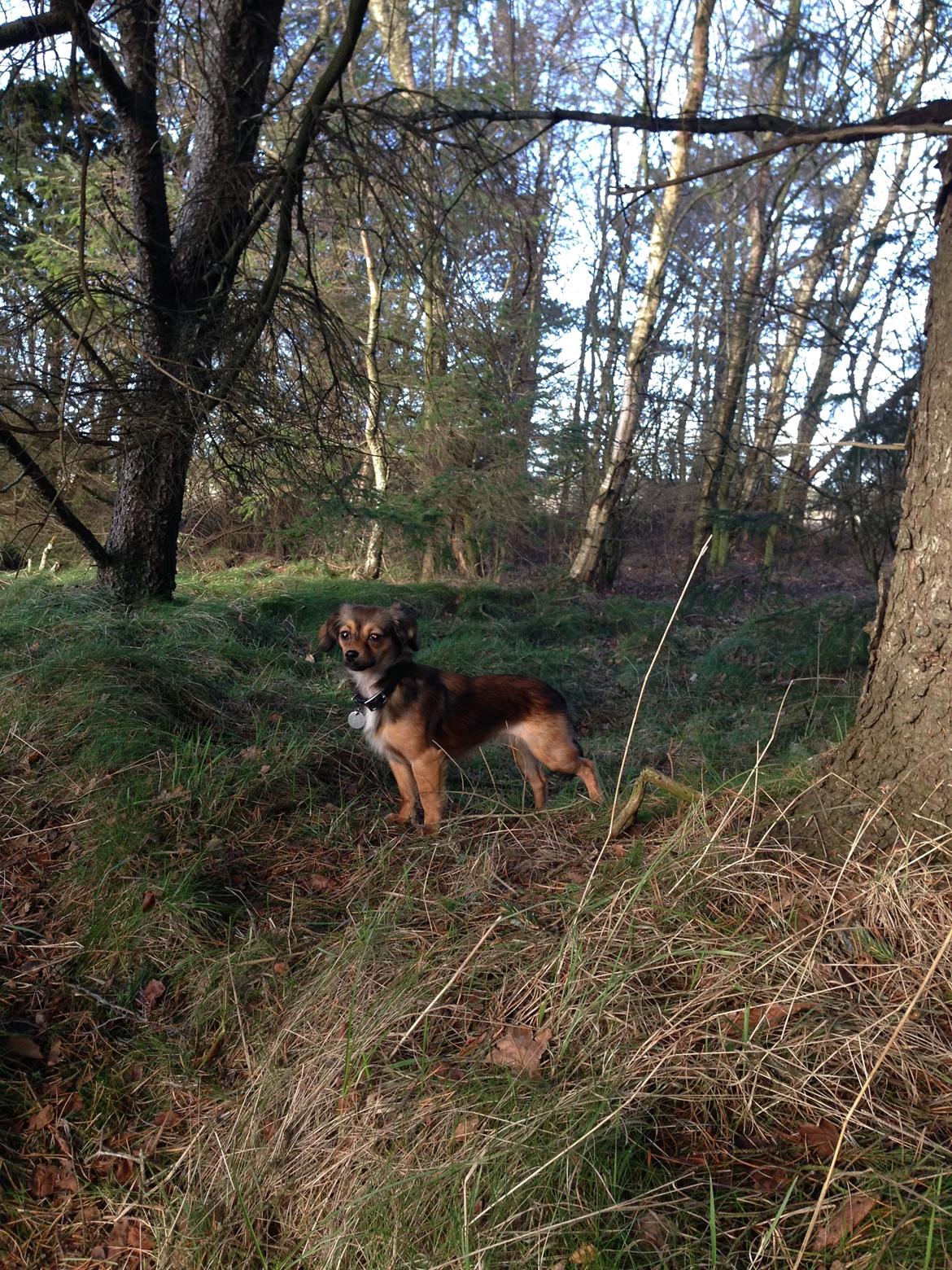 Blanding af racer Luna billede 8