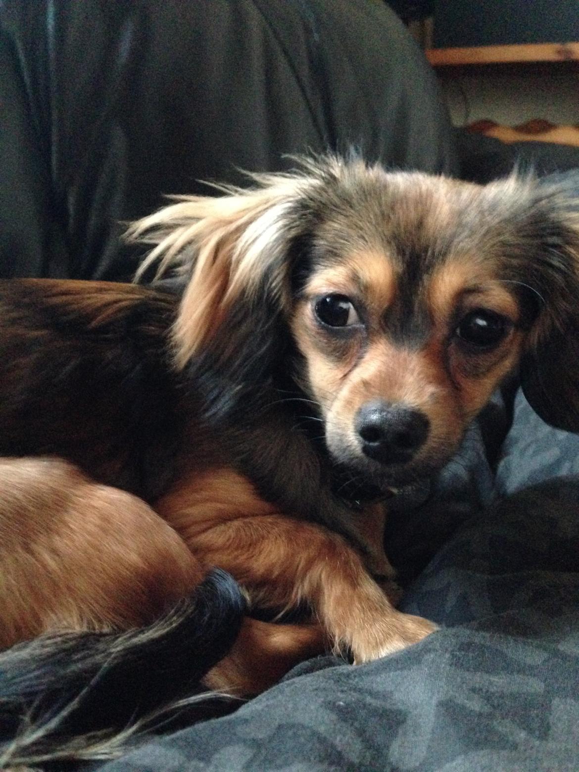 Blanding af racer Luna billede 9