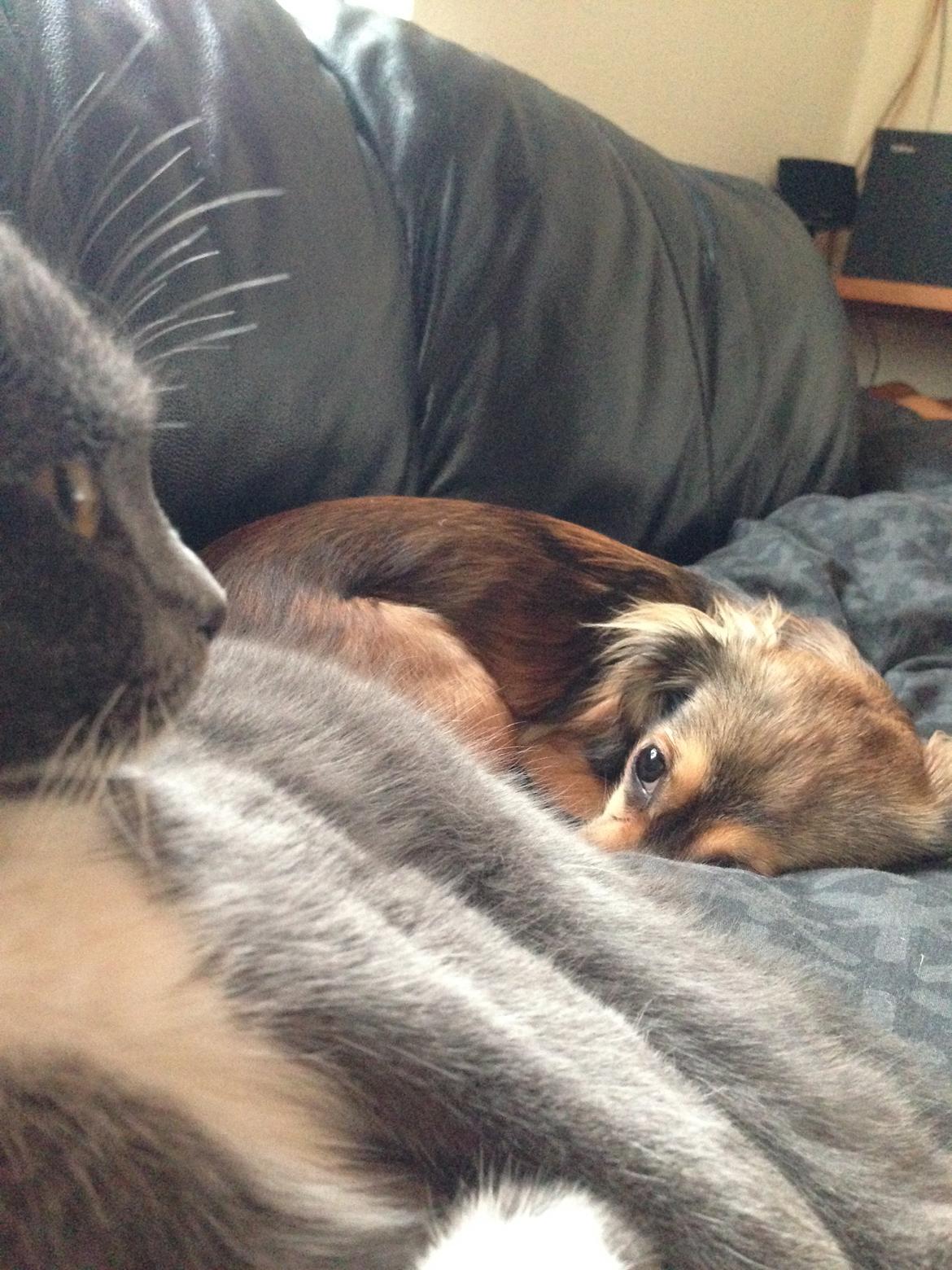 Blanding af racer Luna billede 10