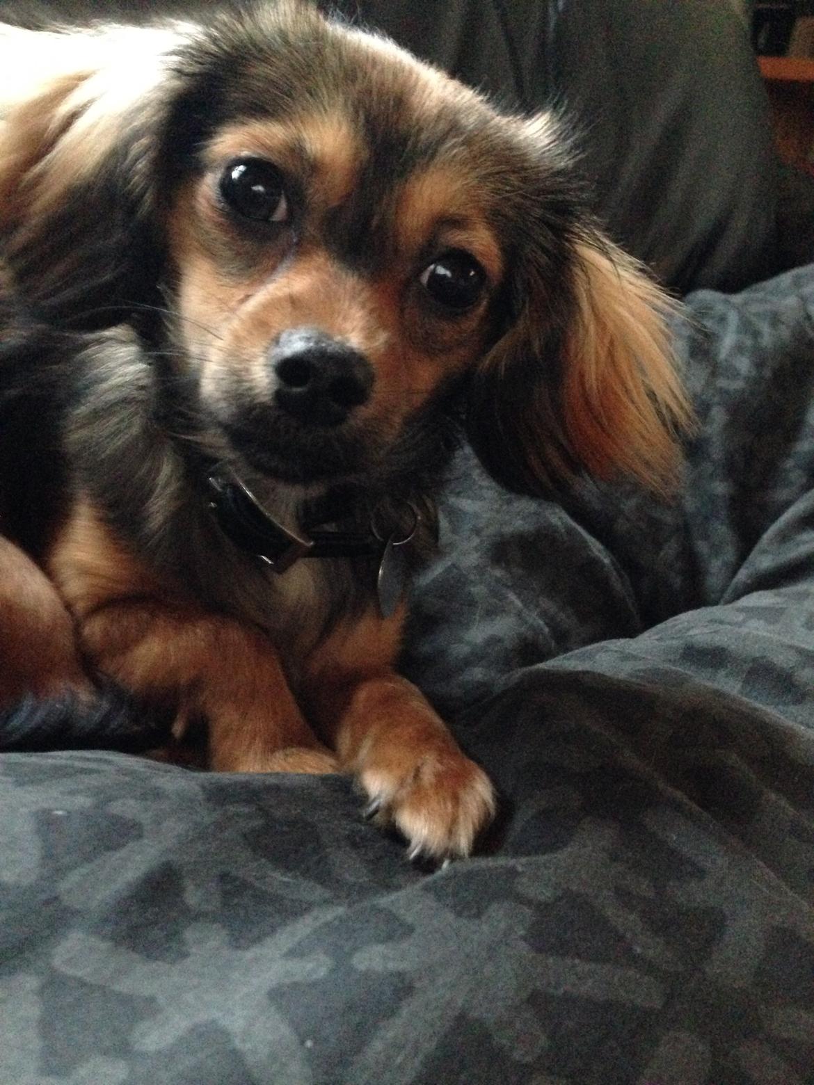 Blanding af racer Luna billede 11