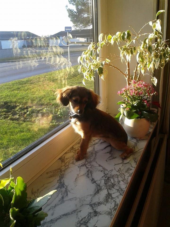 Blanding af racer Luna billede 12