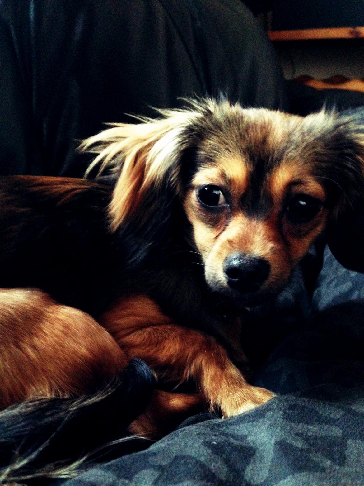 Blanding af racer Luna billede 13