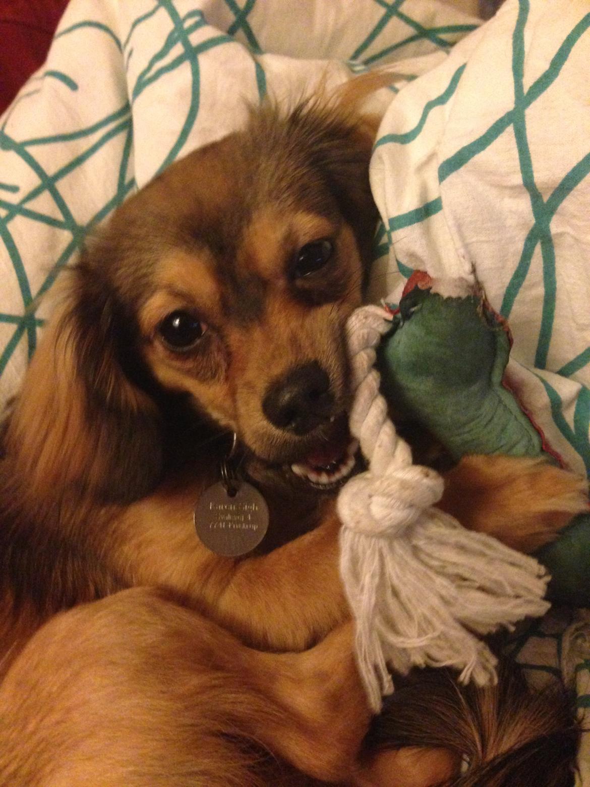 Blanding af racer Luna billede 5