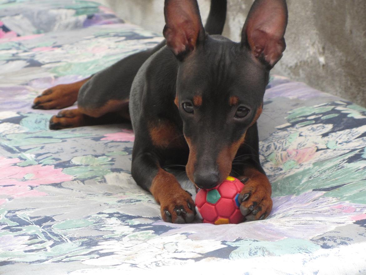 Dvaergpinscher Rødkildes Nyah billede 18