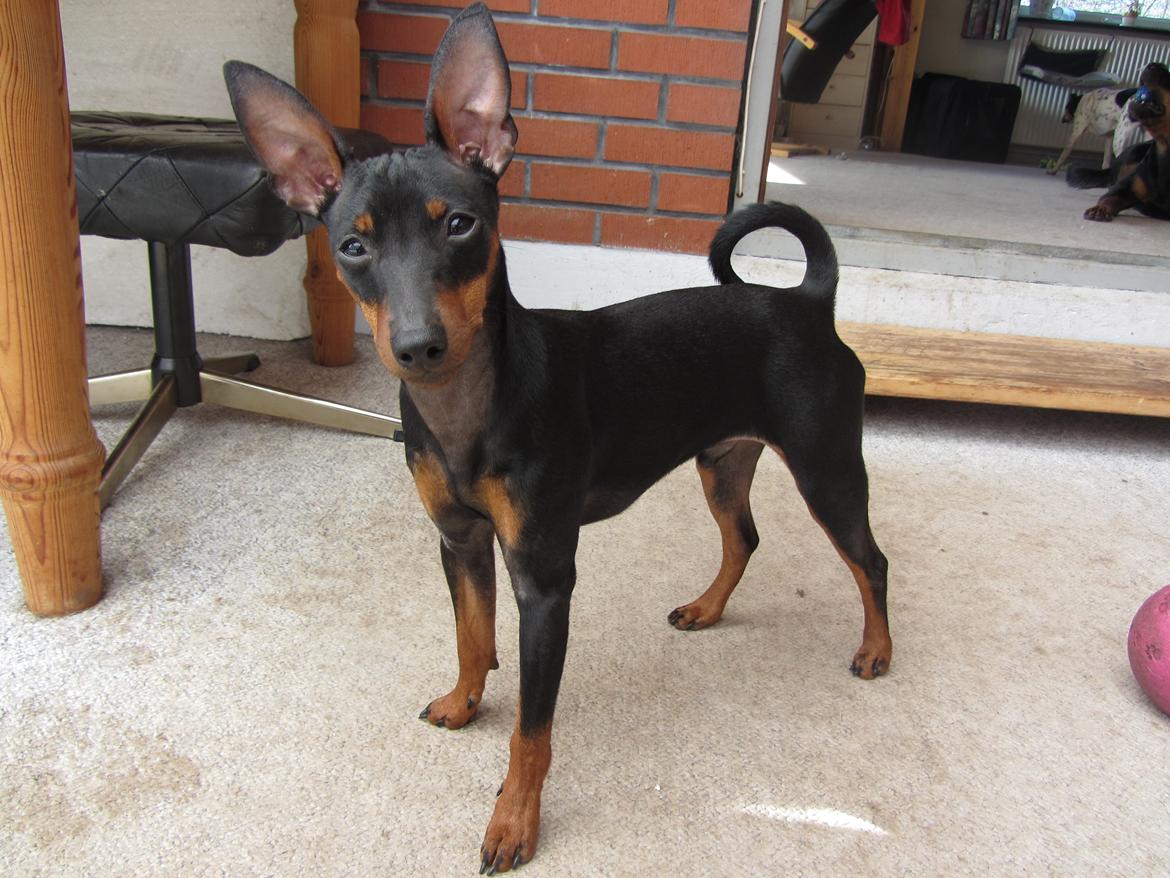 Dvaergpinscher Rødkildes Nyah billede 19