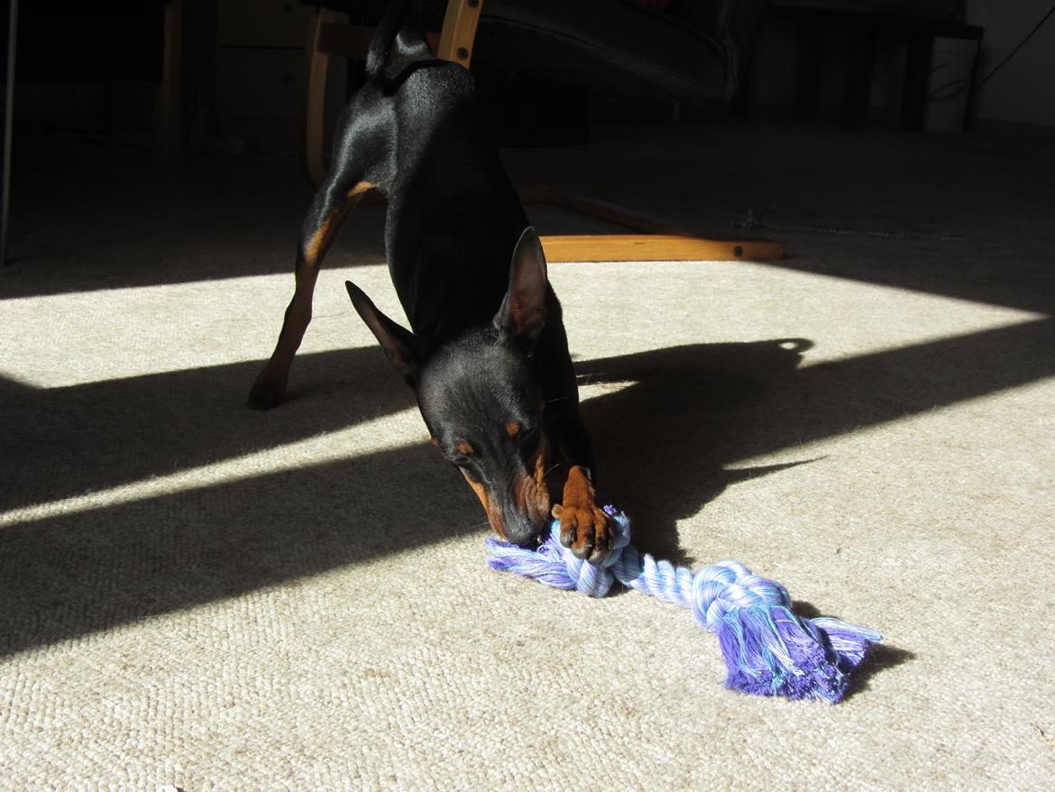 Dvaergpinscher Rødkildes Nyah billede 22