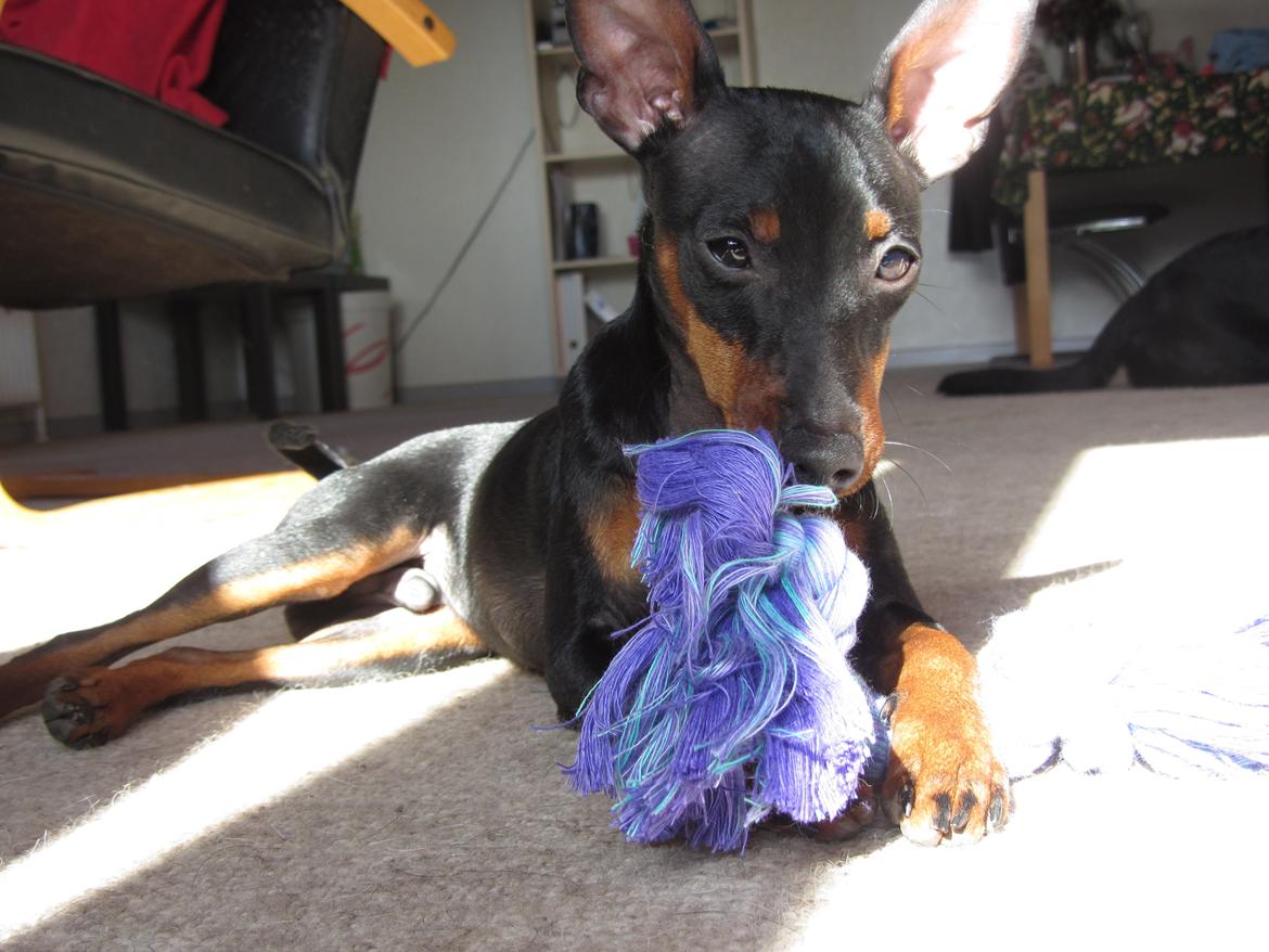 Dvaergpinscher Rødkildes Nyah billede 23