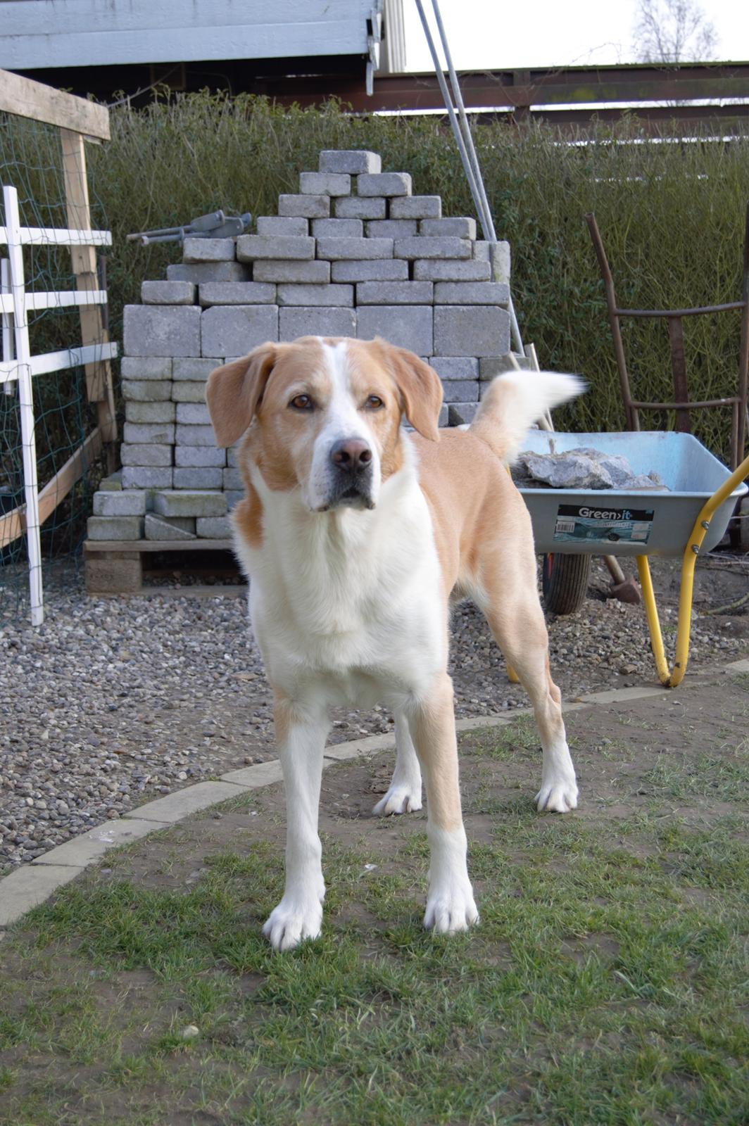 Blanding af racer Kato billede 3