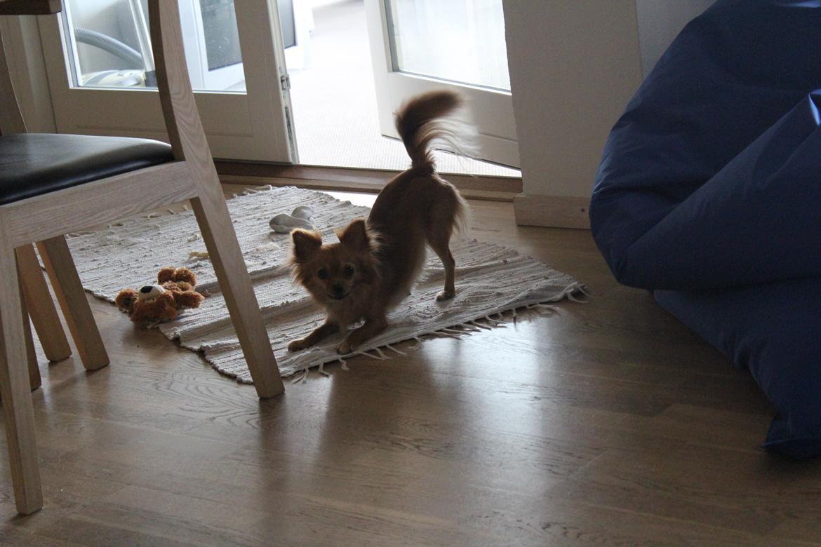 Chihuahua Isa billede 12