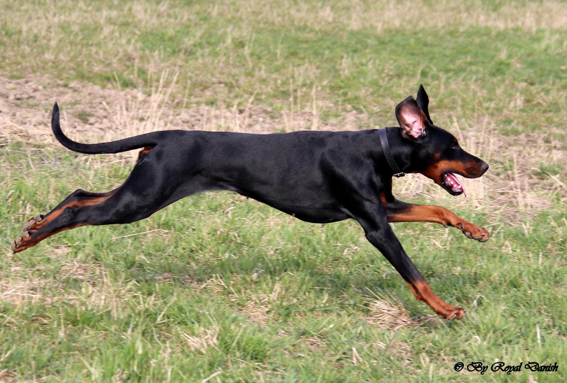 Dobermann Destiny´s Phoenix Invisible Touch aka Viper billede 4