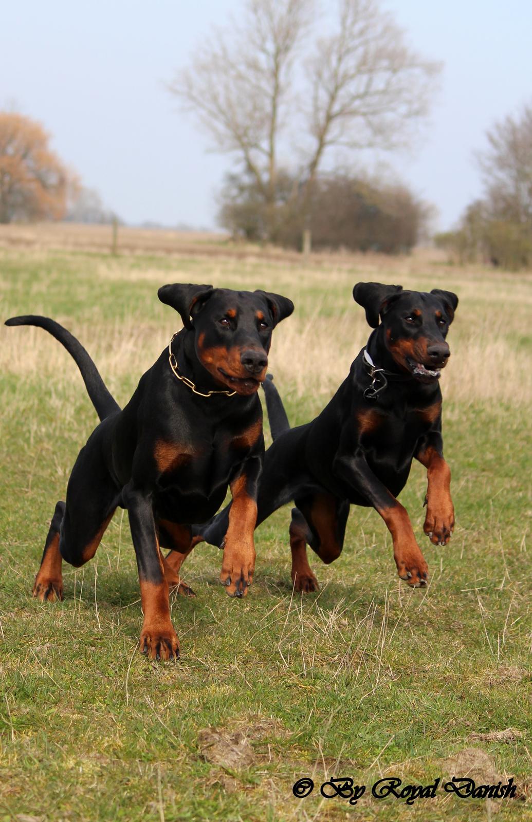 Dobermann Destiny´s Phoenix Invisible Touch aka Viper billede 3