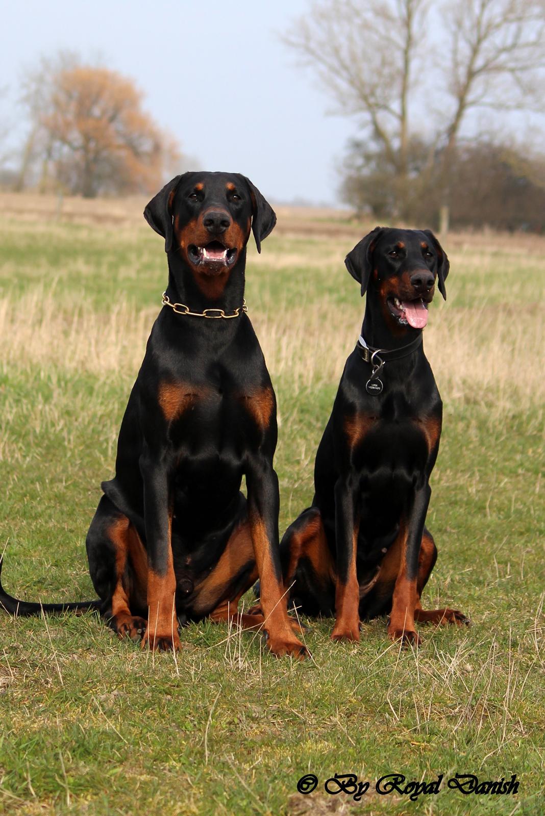 Dobermann Destiny´s Phoenix Invisible Touch aka Viper billede 2