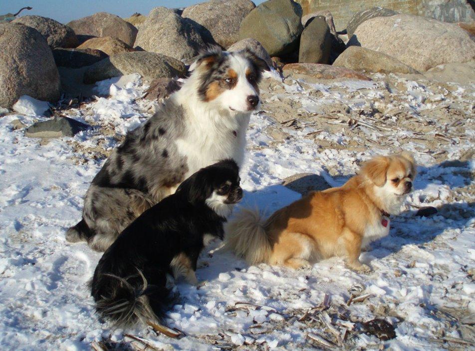 Tibetansk spaniel Soffi (Peggy) billede 2