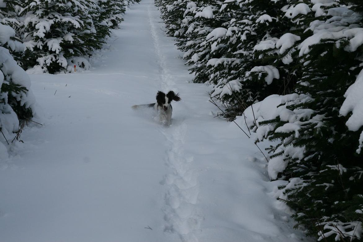 Engelsk springer spaniel balto billede 15