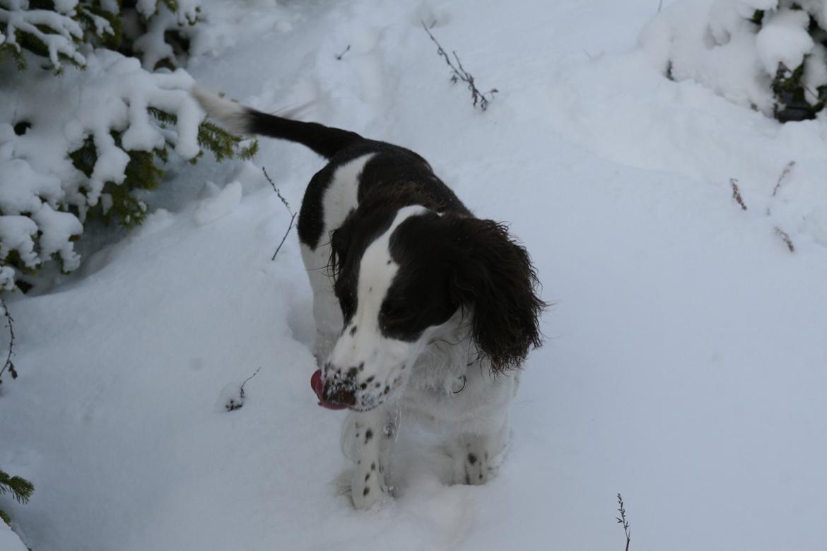 Engelsk springer spaniel balto billede 14