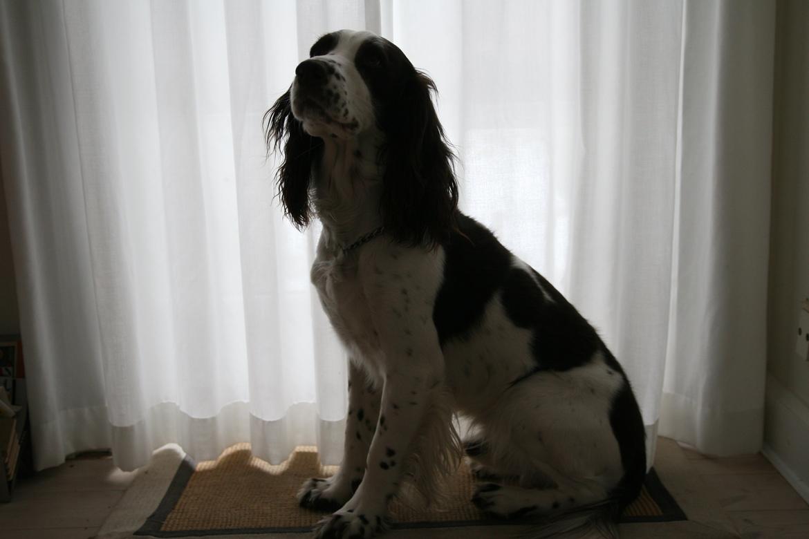 Engelsk springer spaniel balto billede 13
