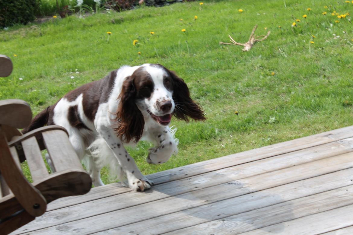 Engelsk springer spaniel balto billede 2