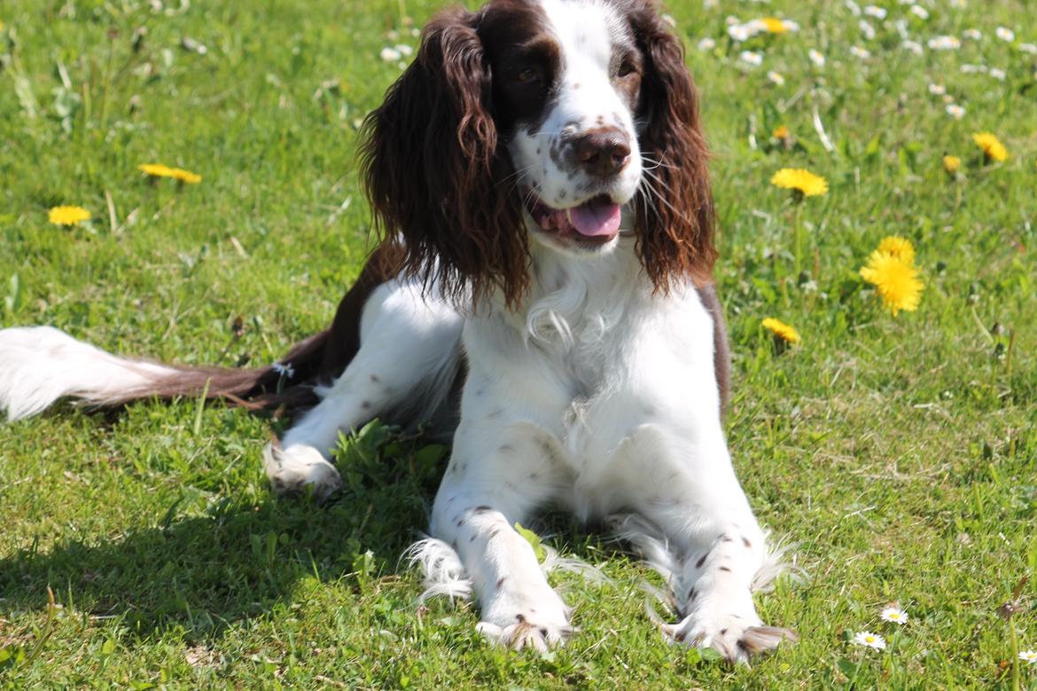 Engelsk springer spaniel balto billede 3