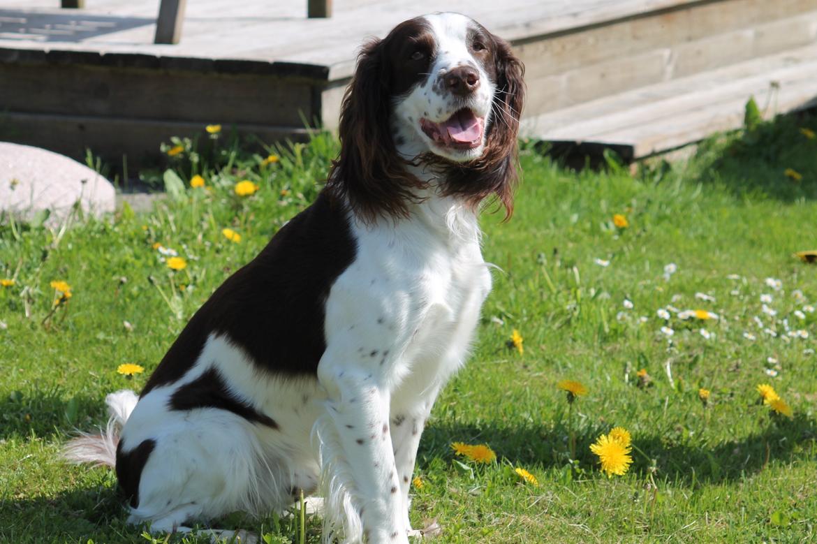 Engelsk springer spaniel balto billede 4
