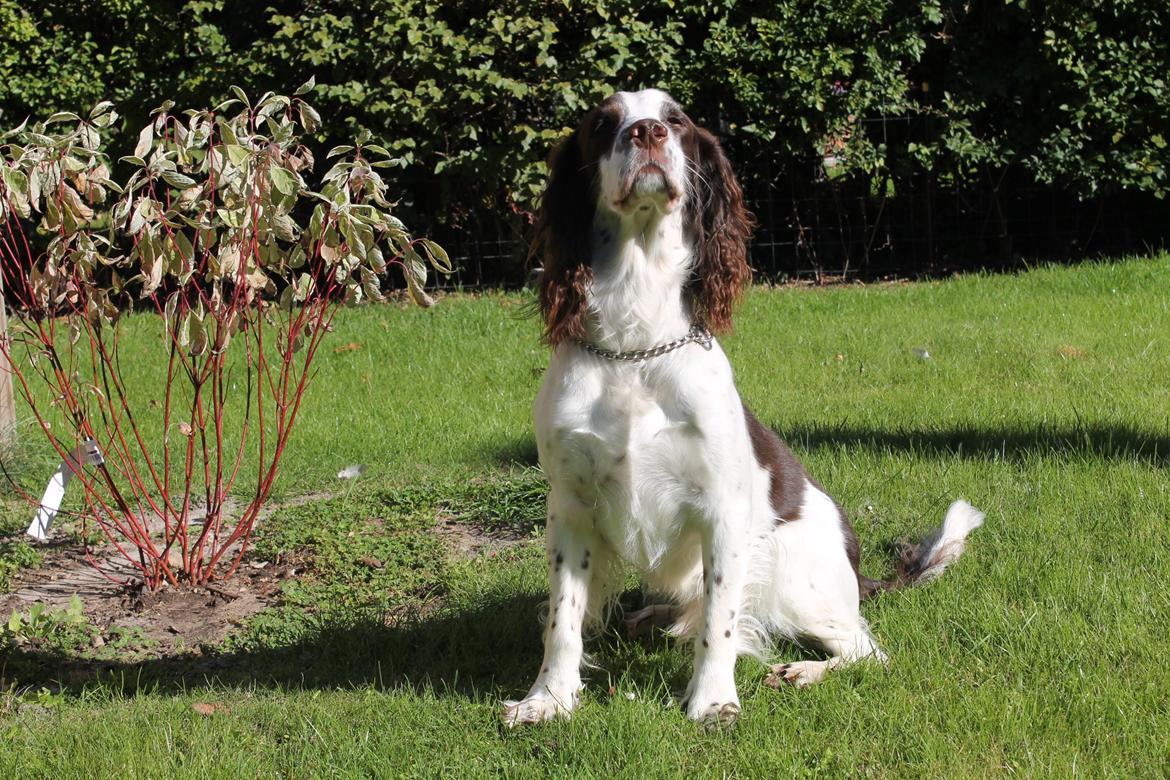Engelsk springer spaniel balto billede 5
