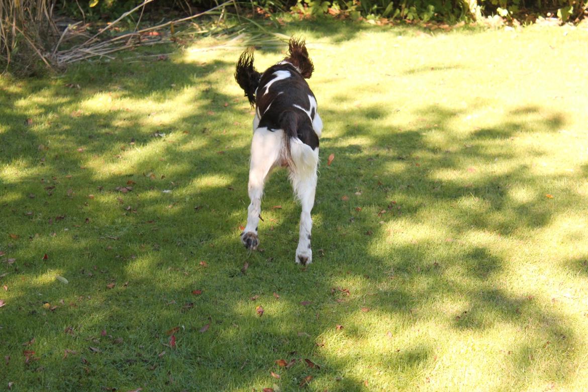 Engelsk springer spaniel balto billede 6