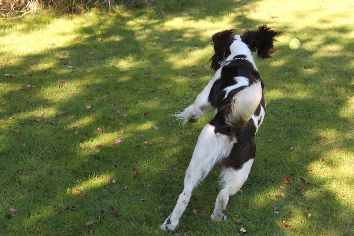 Engelsk springer spaniel balto billede 7