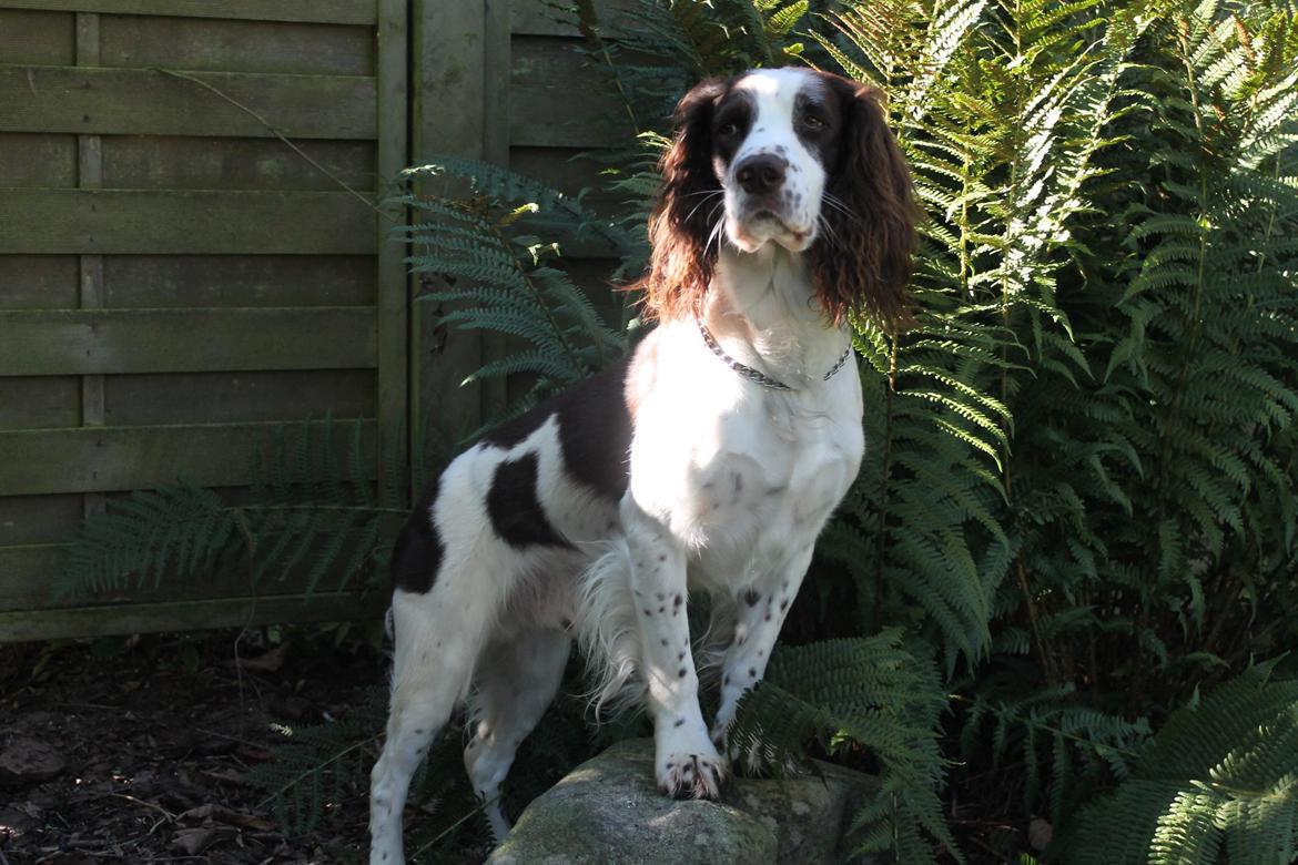 Engelsk springer spaniel balto billede 1