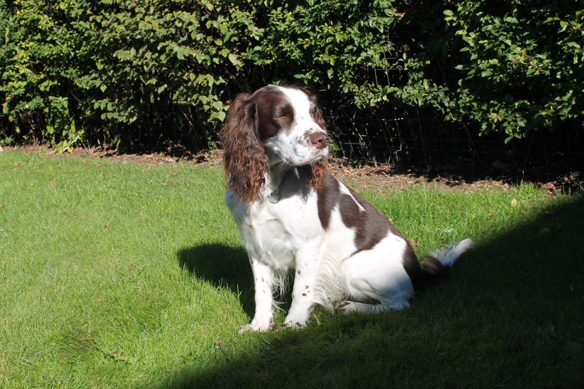 Engelsk springer spaniel balto billede 9