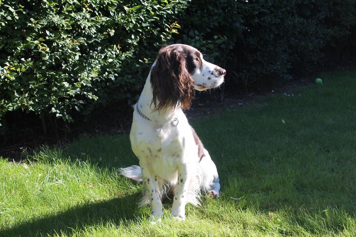 Engelsk springer spaniel balto billede 10