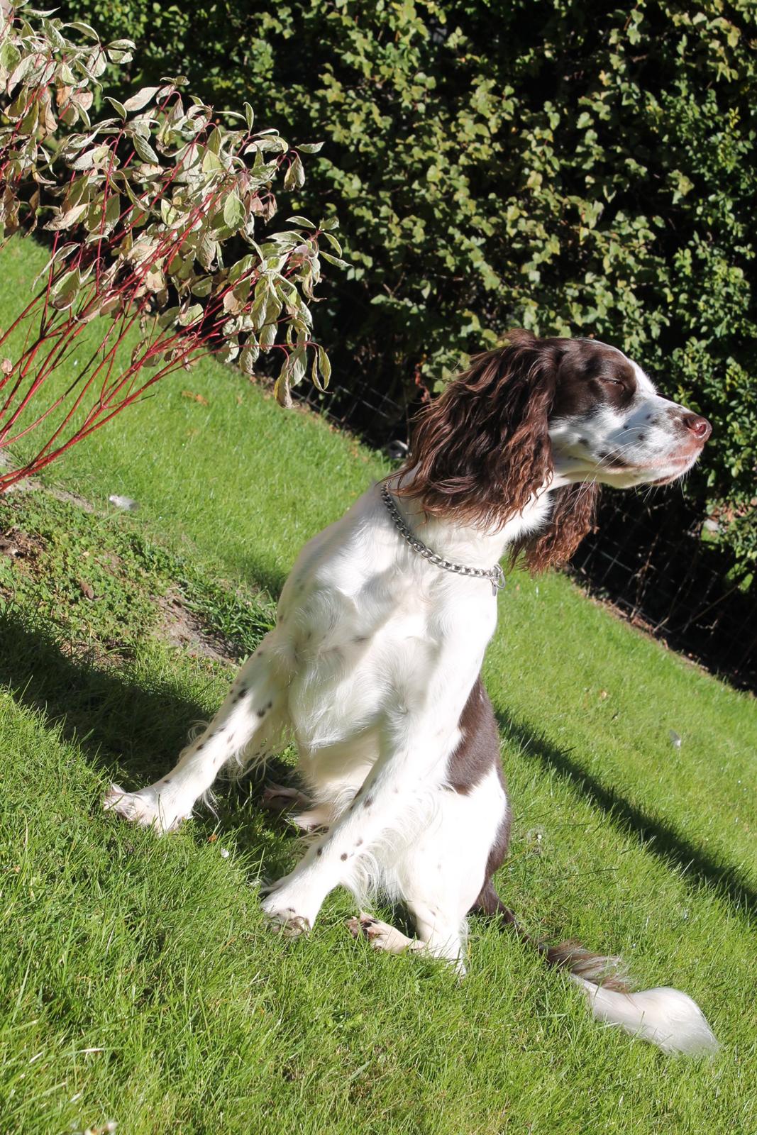 Engelsk springer spaniel balto billede 11