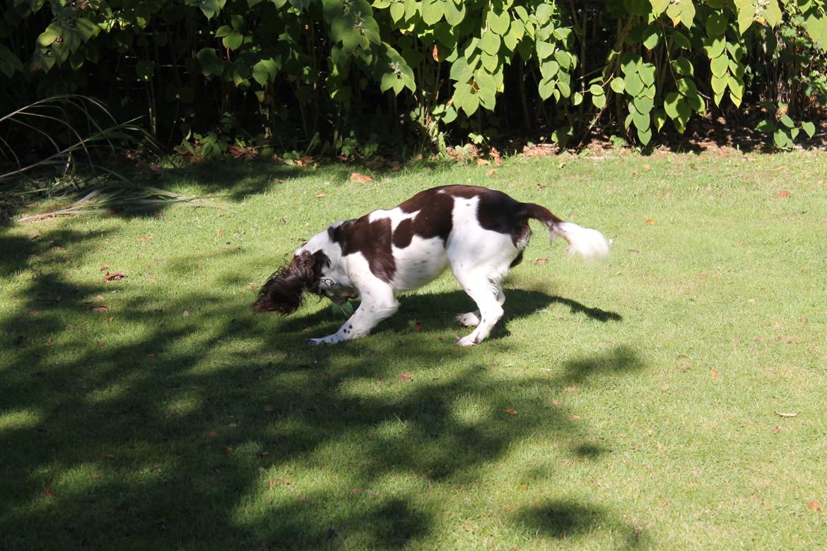 Engelsk springer spaniel balto billede 8