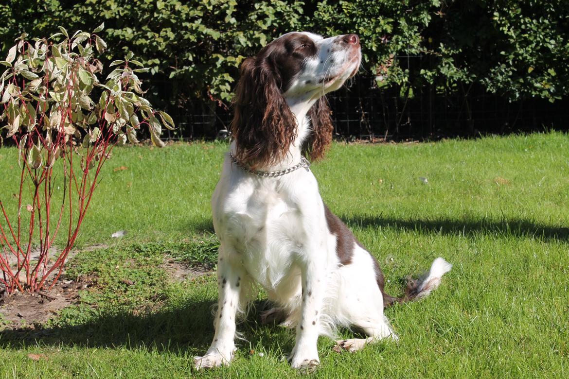 Engelsk springer spaniel balto billede 12