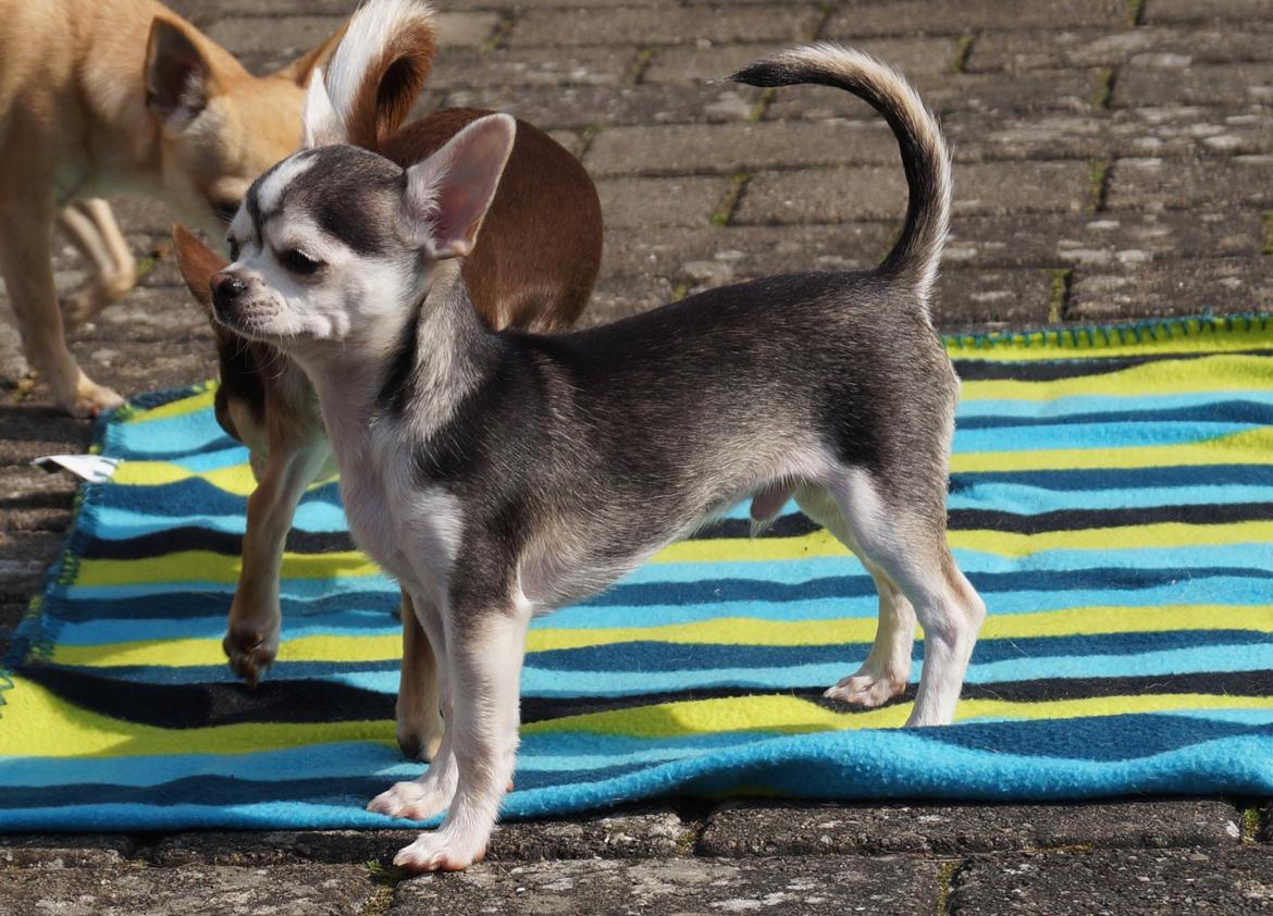 Chihuahua High Fly Zumo Last One billede 7