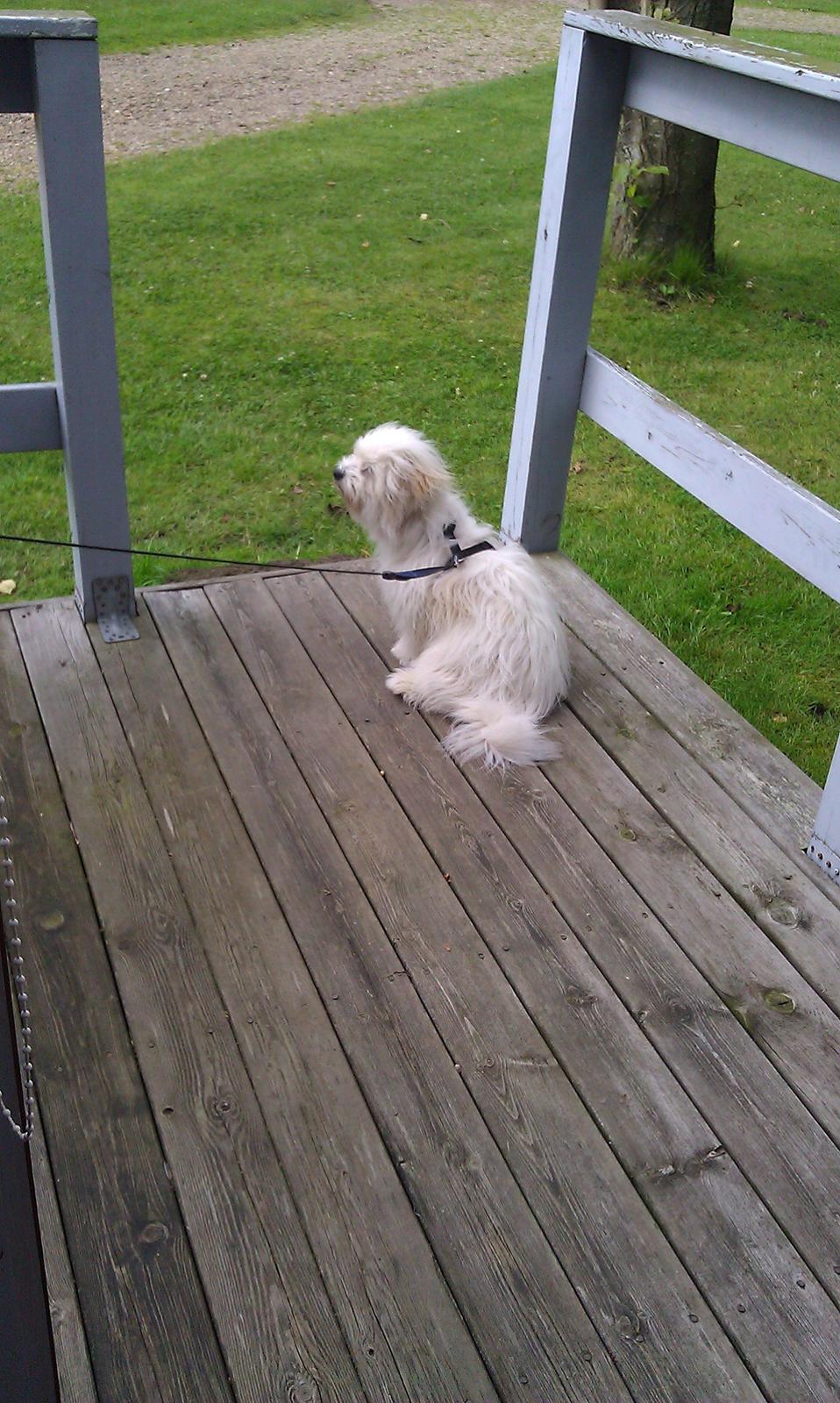 Coton de tulear Knud billede 3