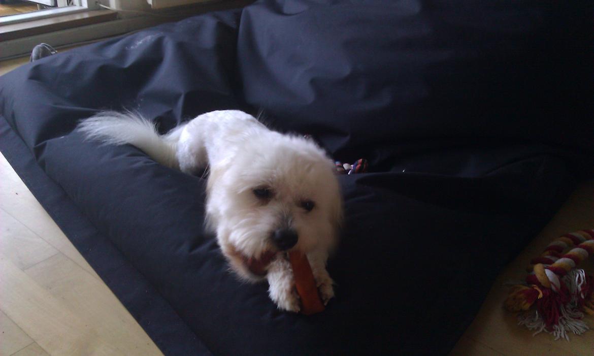 Coton de tulear Knud billede 5