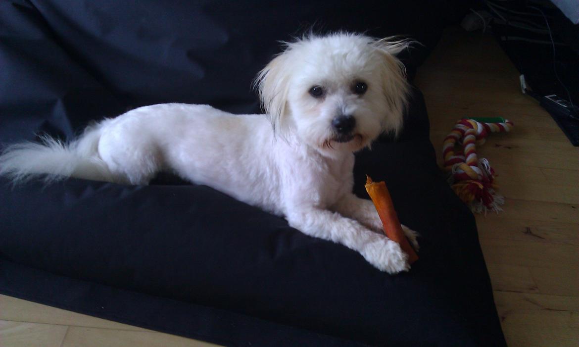 Coton de tulear Knud billede 6