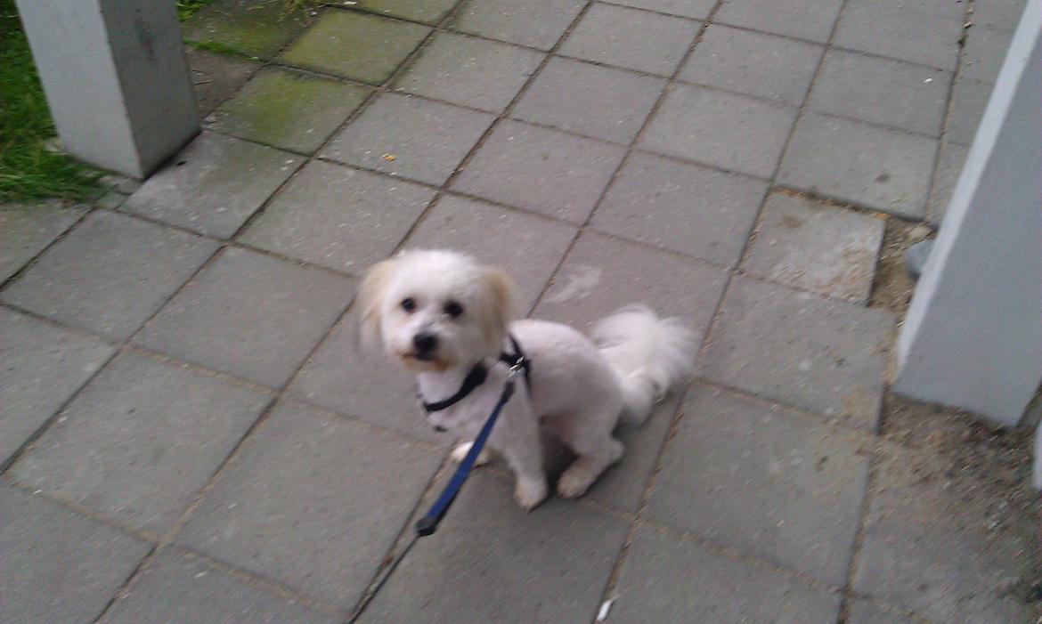 Coton de tulear Knud billede 7