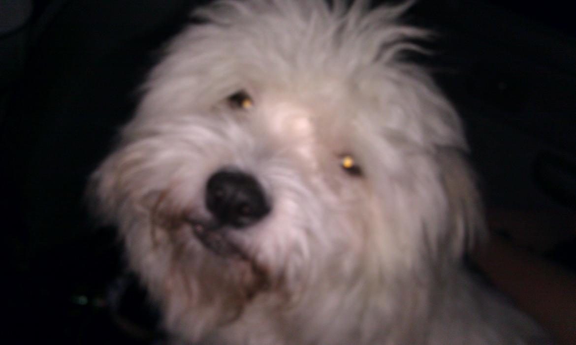 Coton de tulear Knud billede 8