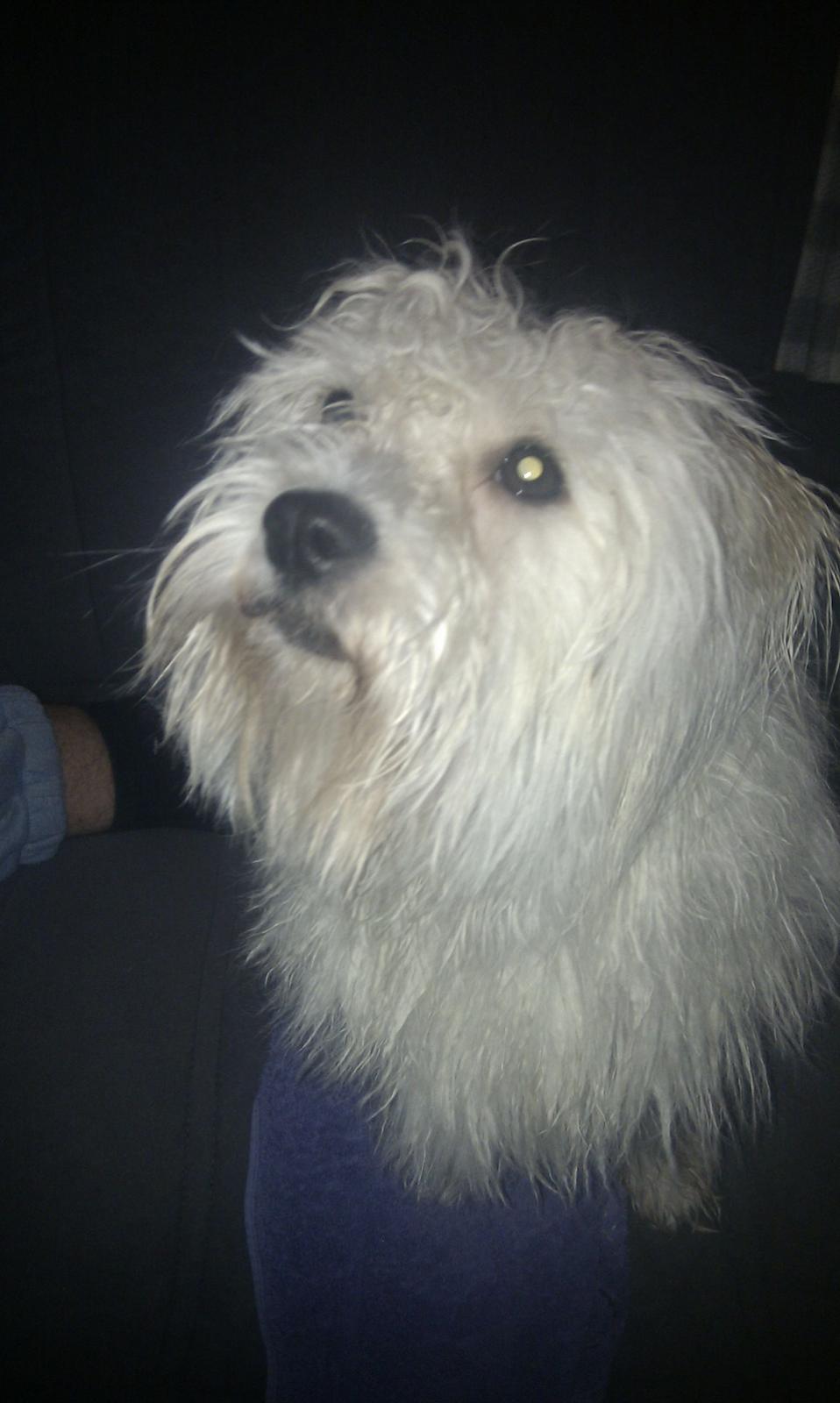 Coton de tulear Knud billede 9